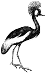Cranes are essentially migratory birds and can travel great distances without eating.
