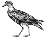 The golden plover is the size of a turtle dove.