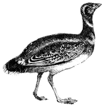 Bustards are stocky birds with strong legs. They fly with difficulty, and do not fly unless necessary.