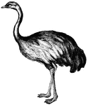A flightless bird, the rhea is closely related to the ostrich.