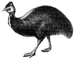 A flightless bird, the Cassowary is closely related to the ostrich.