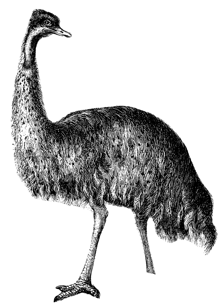 Emu ClipArt ETC