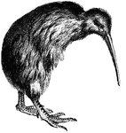 The Kiwi, a native of New Zealand is closely related to the Ostrich but much smaller. It is also a flightless bird.