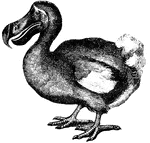 Mauritius was the home of the now extinct dodo bird. The last bird was killed in 1681.
