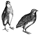 The quail has a small beak, a short back toe inserted high up, tarsi furnished with a rudimentary spur in the shape of a horny tubercle.
