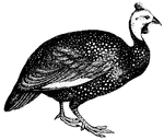 Guinea fowls have small heads for their size; beak and neck short; the tail equally short and drooping.