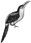 In eating, they seize the fruit with the extremity of the beak, make it bounce up in the air, receive it then into the throat, and swallow it in one piece. (Figuier, 1869).