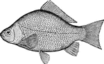 A book name of the fish Carassius carassius or vulgaris, the crucian.