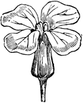 Having the form of a cross with equal arms, as the flowers of mustard.