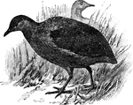 The tinamous as a genus of birds: so called from the extreme shortness of the tail, the rectrices or which are in some species hidden by the coverts.