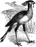 A genus of rapacious birds native to Africa and the Philippine Islands. They are so named from the fanciful resemblance between the crest, made up of a peculiar plume of long feathers, and pens projecting behind the ears of a clerk.