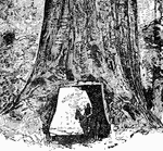 The name of a genus of gigantic trees of the pine family, nearly allied to the bald cypress of the southeastern United States, and so named from the Indian chief Sequoiah, who invented the Cherokee alphabet. There are only two chief species, the redwood and the mammoth, both of which are native to California.