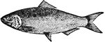 A genus of fish of the herring family, but differing from the herrings proper in having a longer and deeper body, and notches in the upper jaw. Writers have described a number of species that are more or less widely distributed, and all are esteemed for food.