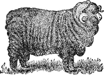 An important and useful class of ruminant animals, which are closely allied to the goat, but differ from it in having somewhat twisted horned with transverse ridges.