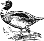The common name of a class of ducks, usually regarded a connecting link between geese and ducks. They are native to Eurasia, Australia, and Africa.