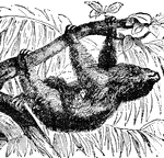A genus of mammals belonging to the bear family. They are native to Central and South America. These animals are peculiar for their long claws, which turn toward the body, thus making it difficult to move on the ground, but they pass to and fro with remarkable favility on the limbs of trees.