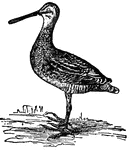 A genus of wading birds. They are common to America and Eurasia, and mostly frequent the regions along the shores of rivers and lakes and the marshy places.