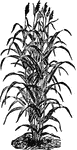 A plant resembling broom-corn, and closely related to the sugar-cane.