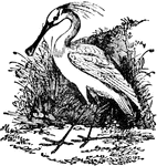 A genus of wading birds of the heron family, and having a resemblance to the stork and the ibis.