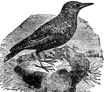 A genus of birds allied to the crow family. They occur in Eurasia and North Africa.