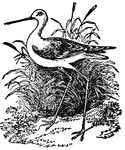 A species of wading birds. It is so called because its legs, in proportion to the size of the body, exceed in length those of any other bird. The body is about the size of that of a snipe, while the bare part of the legs measures eight inches, thus enabling it to run with remarkable rapidity.