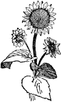 A genus of plants of the aster family, which have large, cordate leaves and terminal, flat, circular, heads of flowers. They are herbaceous plants.