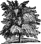 A tropical tree of the bean family, which was originally native to the East Indies, but is now extensively naturalized and cultivated in other warm regions.