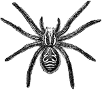 A species of spider native to southern Europe, especially to the warmer parts of Italy.