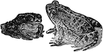 A genus of tailless amphibians allied to the frogs, but differing from them in having a thicker and more clumsy body. The hind legs are short and the toes slightly webbed, thus making it impossible to leap with facility.