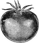 A plant of the nightshade family, which is extensively cultivated for its edible fruit. The tomato is native to South America, whence it was introduced to the United States about 1830.