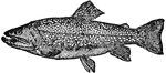 The name of various species of fish belonging to the salmon family, and abundant in almost all the rivers and lakes of the temperate and colder zones.
