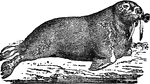 An animal resembling the large seals, but it has dental affinities with the ungulates. Its skull is large and the facial portion is quite long.