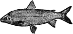 The name commonly applied to several species of fishes of the salmon family. They are found mostly in the lakes of the northern regions of North America, and are generally favored among the food fishes.