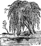 A class of shrubs or trees of the genus salix, varying in size from shrubs of only a few inches in height to trees forty to seventy-five feet high.