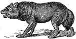 A quadruped of the genus canis, and closely allied to the dog, of which it is thought to be the progenitor.