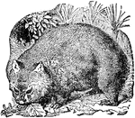 An Australian marsupial, which somewhat resembles a small bear in appearance. The legs are short and strong, the head large and flat, the body broad and depressed, and the tail rudimentary.