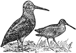 The name of several birds commonly classed in the same genus as the snipes, but having a more bulky body and shorter and stronger legs than the true snipes.