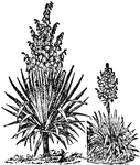A genus of plants of the lily family, having woody stems, lanceolate leaves, and a large panicle of showy, whitish, bell-shaped, drooping flowers.