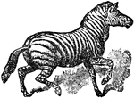 An animal resembling the horse, and showing external characteristics found in the ass. It resembles the latter in having no warts on the legs, in the tail being covered with long hairs only toward the extremity, and in the full and arched neck having an erect and stiff mane.