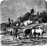The natives of Java are among the most industrious and ingenois of the Malayan tribes.
