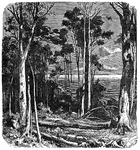 A west Australian forest.
