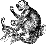 A monkey is any member of two or the three groupings of simian primates.