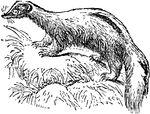 Medium-sized mammals with black-and-white-fur belonging to the family Mephitidae and the order Carnivora.