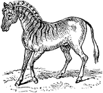 The quagga is an extinct subspecies of the plains zebra, which was once found in great numbers in South Africa's Cape Province and the souther part of the Orange Free State.