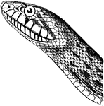 A very large snake native to North America. It is known to reach lengths of up to twelve feet.