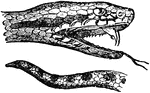 Venomous snakes belonging to the Viperidae family. They are characterised by long erectile fangs, which are folded back when not in use.