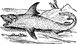 An exceptionally big lamniform shark found in coastal surface waters in all major oceans.