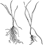 This illustration shows the roots of the oat plant.