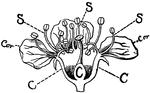 This illustration shows a section of a cheery blossom.