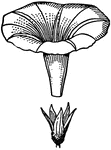 This illustration shows the calyx and corolla of a Morning Glory.